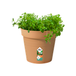 green basics kweekpot 24cm mild terra